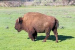 Monarto Zoo, South Australia