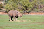 Monarto Zoo, South Australia