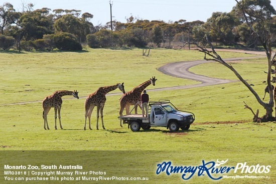 Monarto Zoo, South Australia