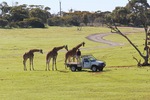 Monarto Zoo, South Australia