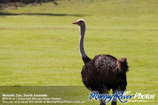 Monarto Zoo, South Australia