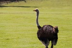 Monarto Zoo, South Australia