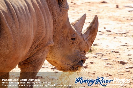 Monarto Zoo, South Australia