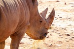 Monarto Zoo, South Australia