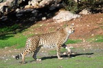 Monarto Zoo, South Australia