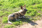 Monarto Zoo, South Australia