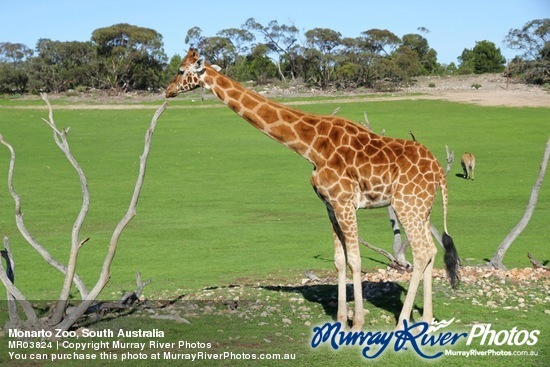 Monarto Zoo, South Australia