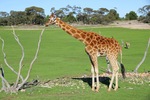 Monarto Zoo, South Australia