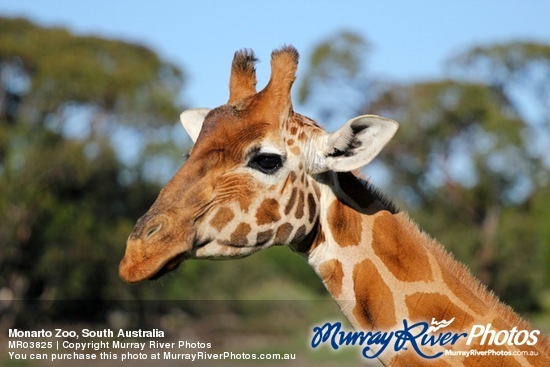 Monarto Zoo, South Australia