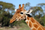 Monarto Zoo, South Australia