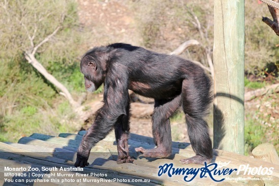 Monarto Zoo, South Australia