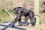 Monarto Zoo, South Australia