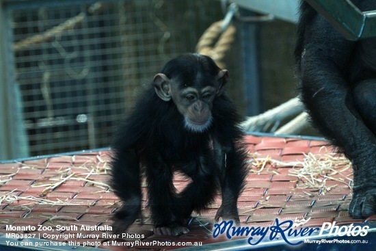 Monarto Zoo, South Australia