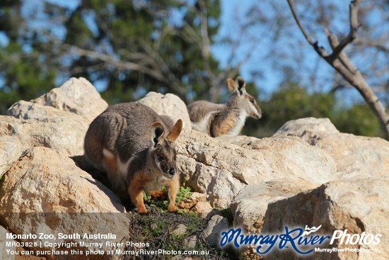 Monarto Zoo, South Australia