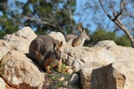 Monarto Zoo, South Australia