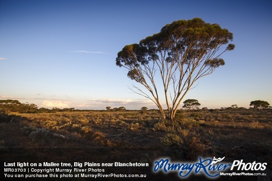 Last light on a Mallee tree, Big Plains near Blanchetown