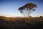 Last light on a Mallee tree, Big Plains near Blanchetown