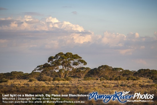 Last light on a Mallee scrub, Big Plains near Blanchetown