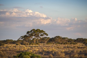 Last light on a Mallee scrub, Big Plains near Blanchetown