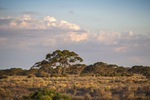 Last light on a Mallee scrub, Big Plains near Blanchetown