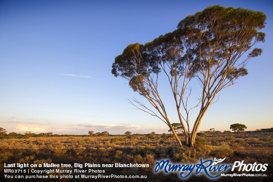 Last light on a Mallee tree, Big Plains near Blanchetown