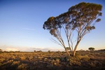 Last light on a Mallee tree, Big Plains near Blanchetown