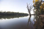 Morning on the Murray River at Euston, New South Wales