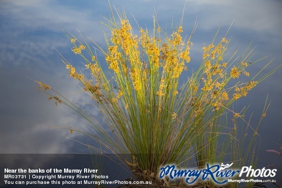 Near the banks of the Murray River