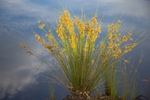 Near the banks of the Murray River