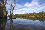 Reflections on the Murray River at Euston, NSW