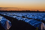 Vineyards on last light at Euston, NSW