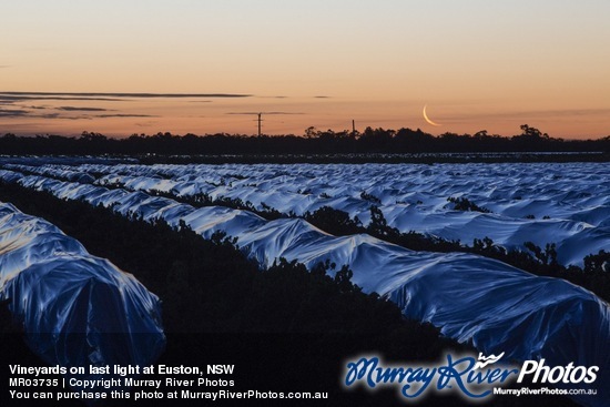 Vineyards on last light at Euston, NSW