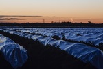 Vineyards on last light at Euston, NSW