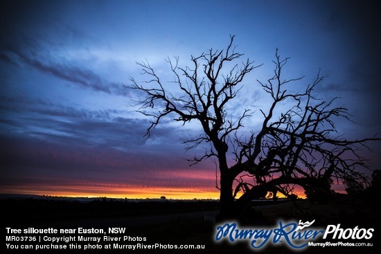 Tree sillouette near Euston, NSW
