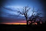 Tree sillouette near Euston, NSW