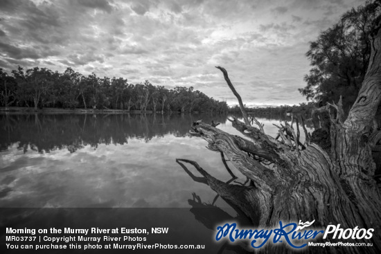 Morning on the Murray River at Euston, NSW