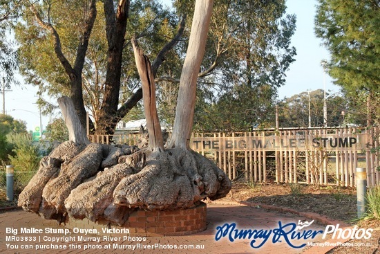 Big Mallee Stump, Ouyen, Victoria