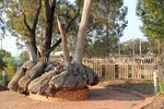 Big Mallee Stump, Ouyen, Victoria