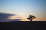 Sunrise in the Mallee near Walpeup