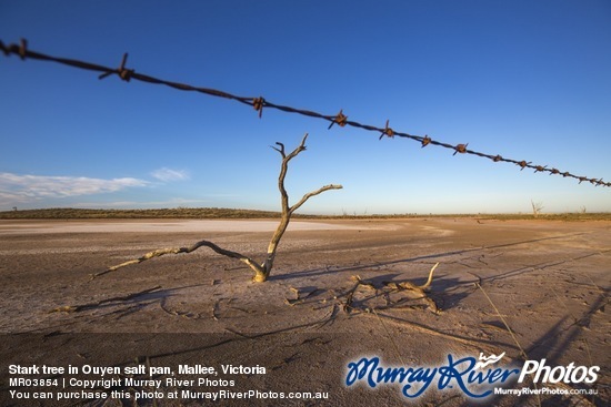 Stark tree in Ouyen salt pan, Mallee, Victoria