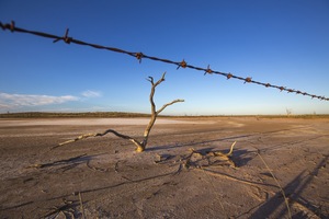 Stark tree in Ouyen salt pan, Mallee, Victoria