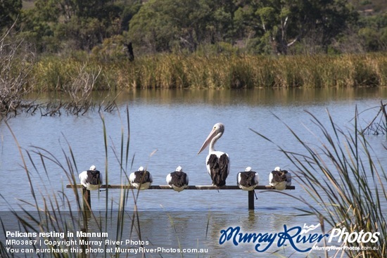 Pelicans resting in Mannum