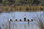 Pelicans resting in Mannum