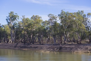 Murray River at Wemen, Victoria