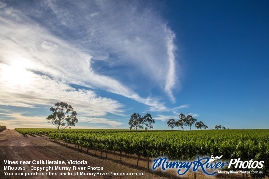 Vines near Cullulleraine, Victoria