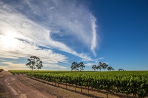 Vines near Cullulleraine, Victoria