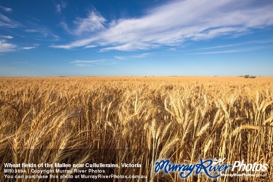 Wheat fields of the Mallee near Cullulleraine, Victoria