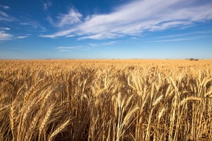 Wheat fields of the Mallee near Cullulleraine, Victoria