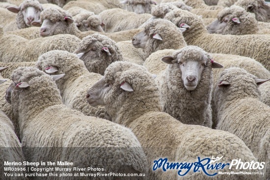 Merino Sheep in the Mallee