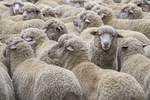 Merino Sheep in the Mallee